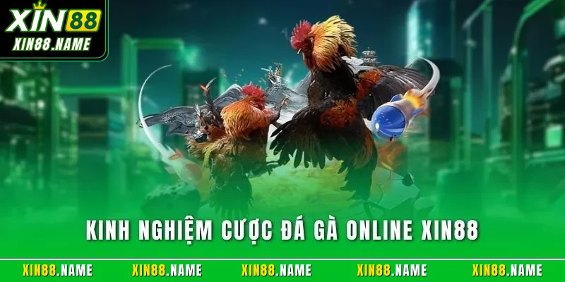 Kinh Nghiệm Cược Đá Gà Online XIN88 Hiệu Quả Từ Bậc Thầy 1 Kinh nghiệm cược đá gà online XIN88