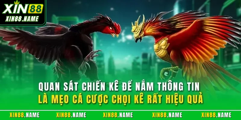Kinh Nghiệm Cược Đá Gà Online XIN88 Hiệu Quả Từ Bậc Thầy 2 Quan sát chiến kê để nắm thông tin là mẹo cá cược chọi kê rất hiệu quả